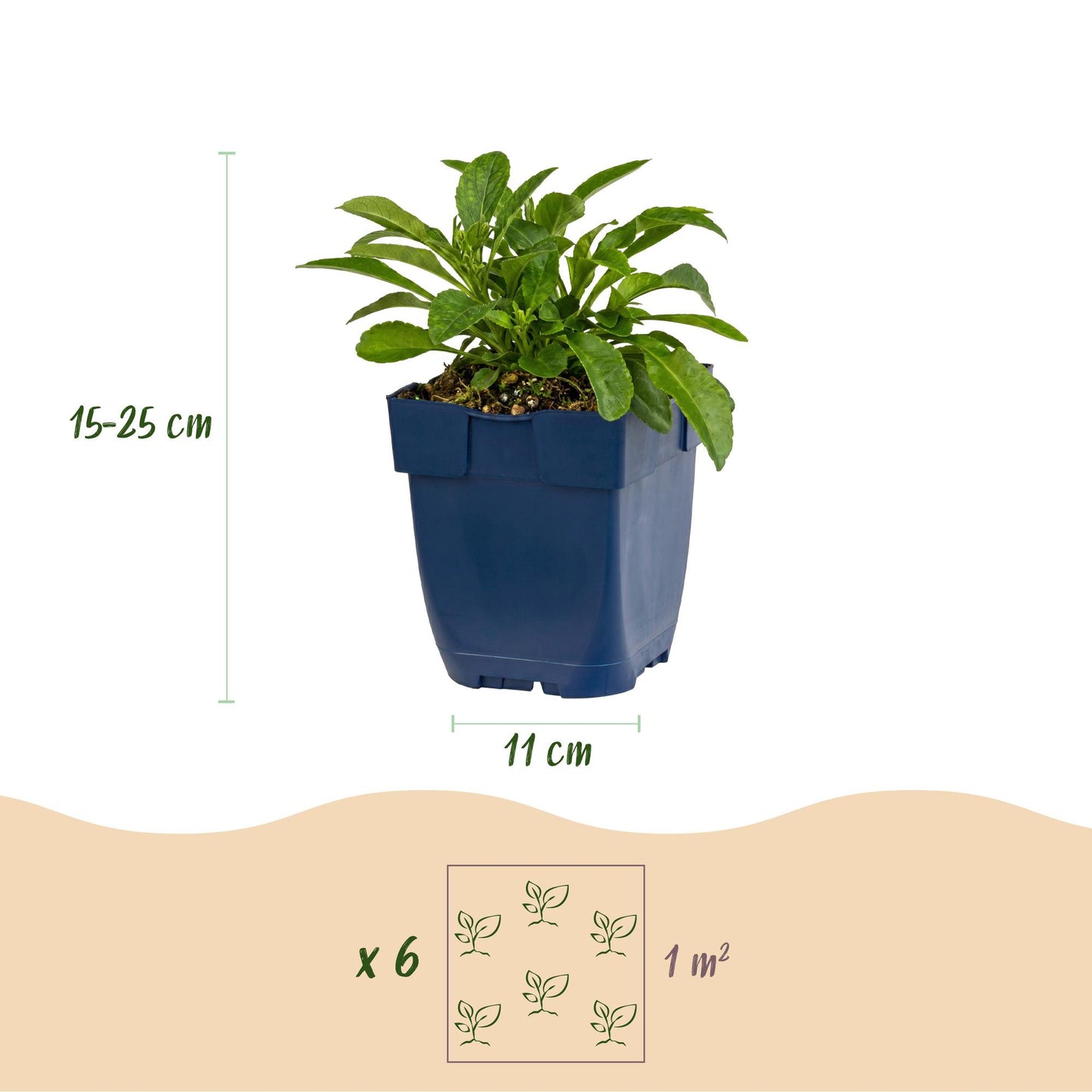 Green boutiQ - Plante vivace - Campanula persicifolia - Campanule à feuilles de pêcher - Attire les abeilles et les papillons - Bleu - 12 Plantes - Pot 11cm - Hauteur 15-25cm