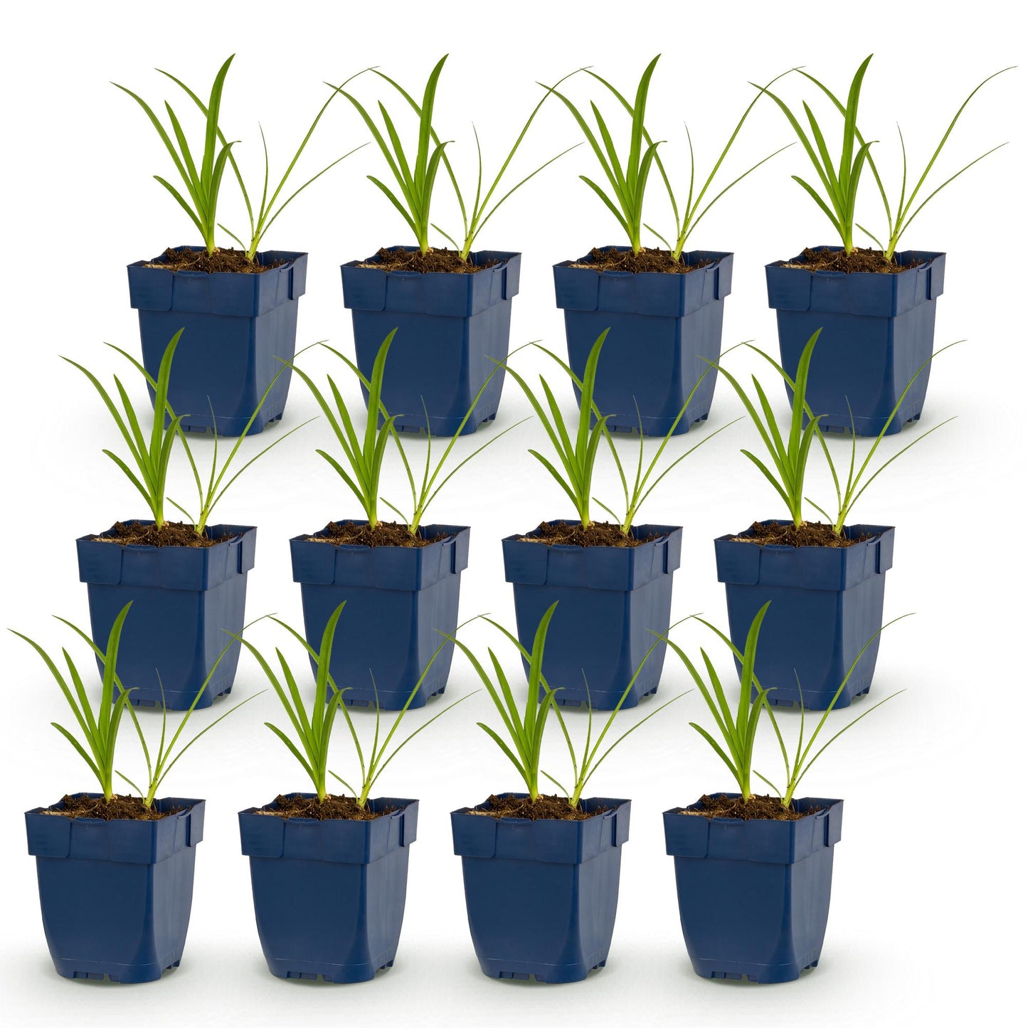 Green boutiQ - Plante vivace - Agapanthus africanus Albus - Lys africain - Attracteurs d'abeilles et de papillons - Blanc - 12 Plantes - Pot 11cm - Hauteur 15-25cm