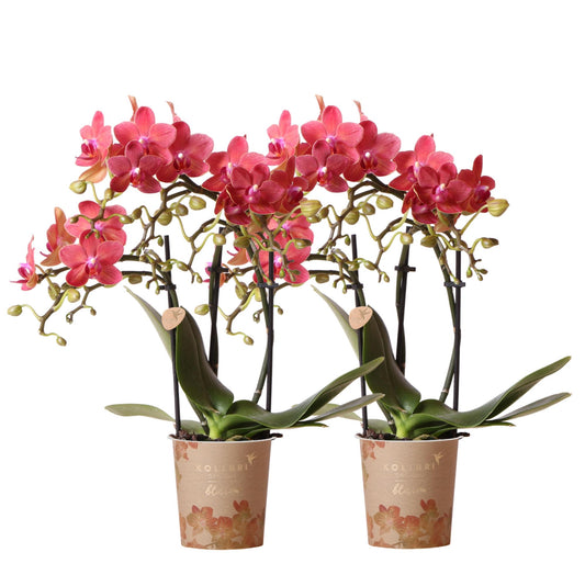 Orchidee colibrì | OFFERTA COMBI di 2 orchidee Phalaenopsis rosse - Congo - vaso Ø9cm pianta da appartamento fiorita - fresca dal coltivatore