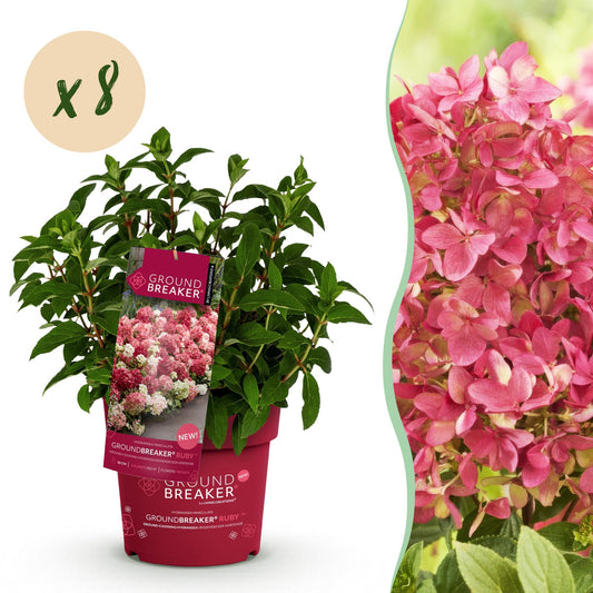 Green boutiQ - Garden Plant - Hydrangea panniculata Groundbreaker Ruby - Panicle Hydrangea - Hardy - Red - 8 Plants - Pot 14cm - Height 20-25cm