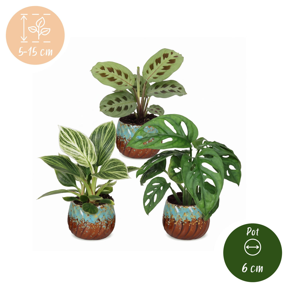 3x Baby Plants Surprise Box - Verrassingsbox kleine planten - Diversen - Tropisch - incl. Copper Reef - Ø6cm - ↕5-15cm