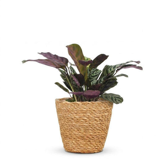 Ctenanthe Burle Marxii - Visgraatplant - 1 Plant - met Zeegras Mand - Pot 12cm - Hoogte 30cm