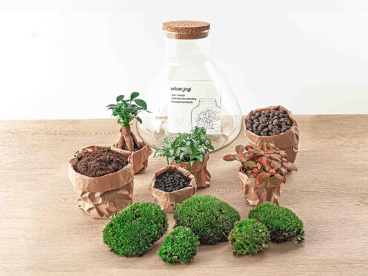 Sam XL Bonsai - Terrario fai da te - Alto 32 cm