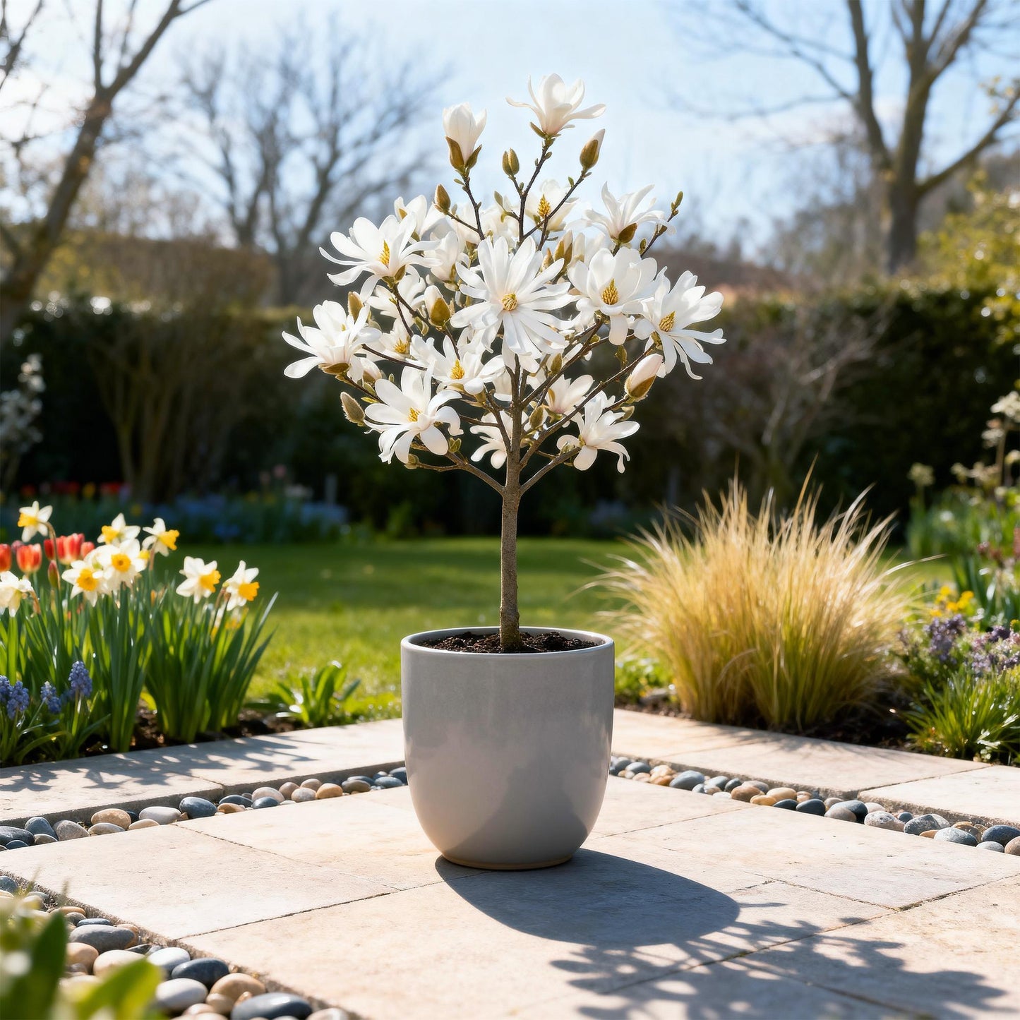 Green boutiQ - Plant on Stem - Magnolia stellata - Terrace Plant - Deciduous - Winter Hardy - White Flower - Pot 19cm Height 90cm