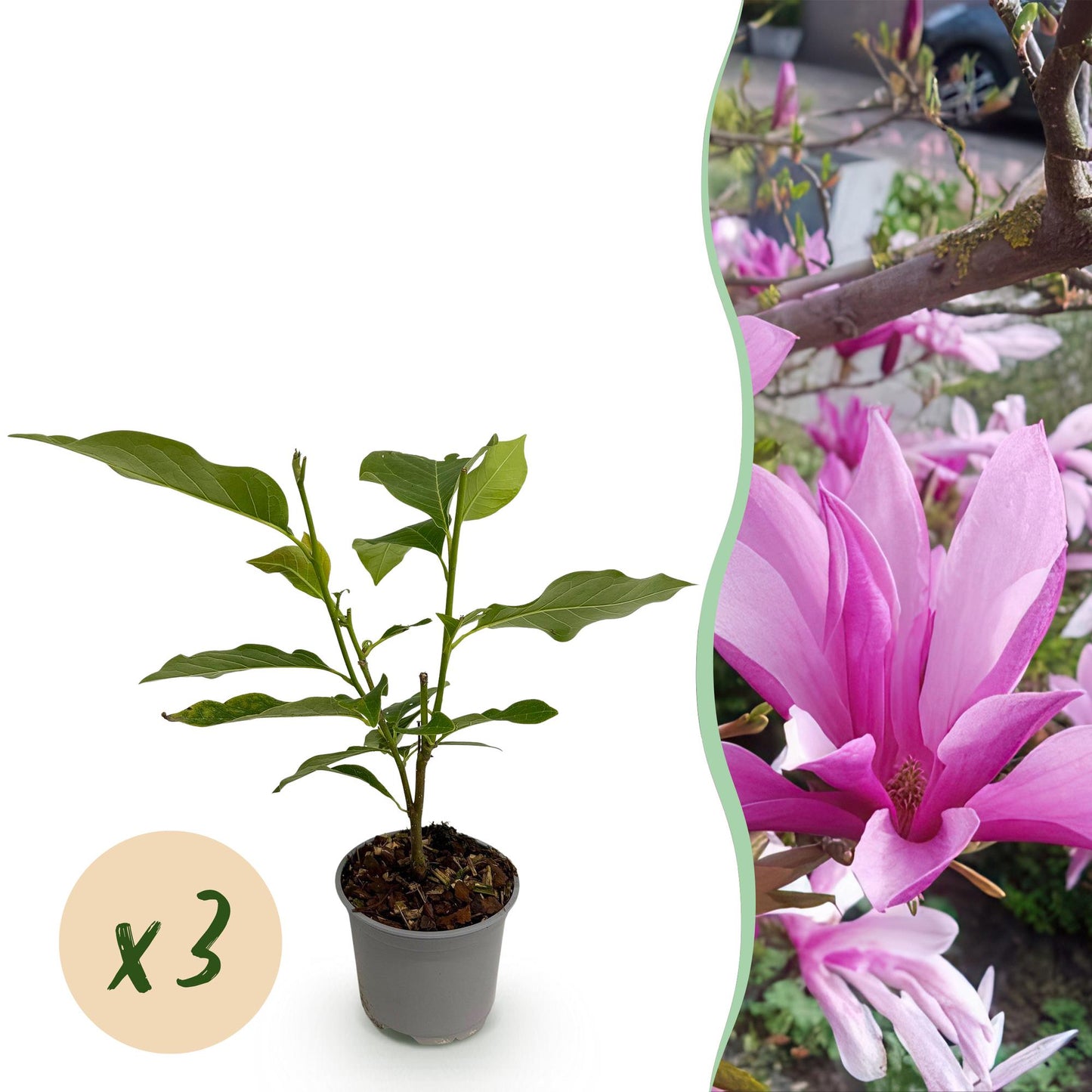 Green boutiQ - Garden Plant - Magnolia Susan - Purple Flower - 3 Plants - Deciduous - Low Maintenance - Pot 12cm Height 30cm