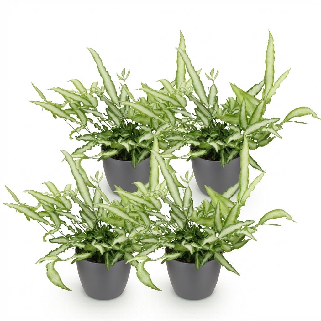 Green boutiQ - Houseplant - Pteris cretica Albolineata - Ribbon Fern - Pet-Friendly Plant - Green - 4 Plants - with Potter Grey - Pot 12cm - Height 20cm