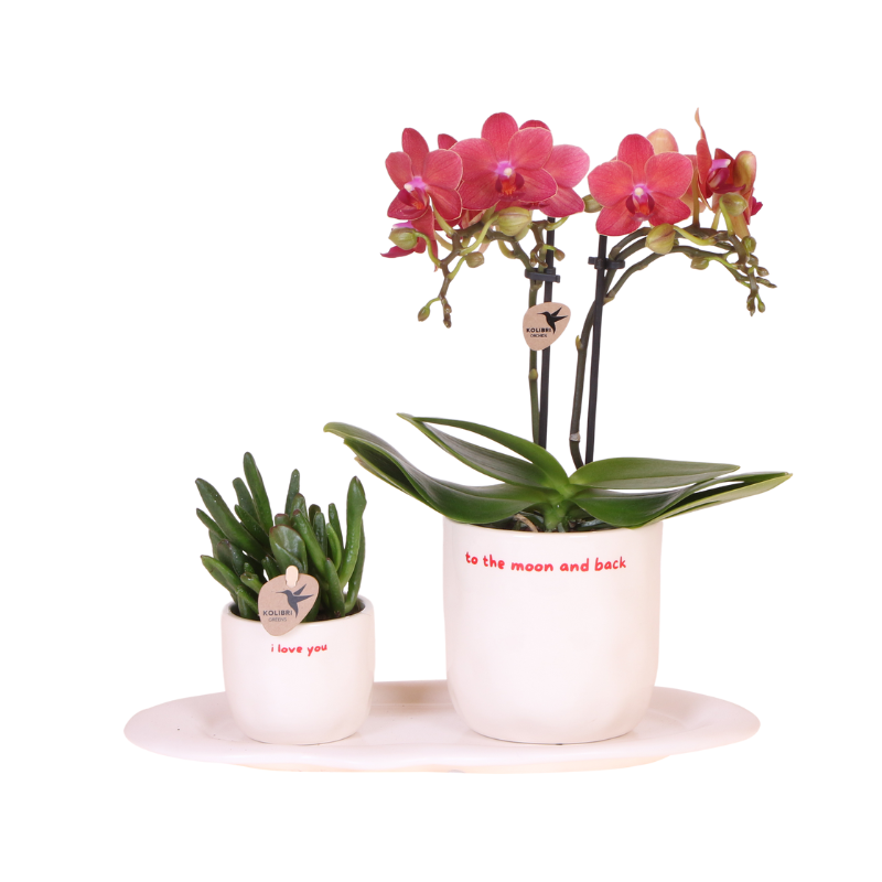 Kolibri Orchids | Gift set 'love you' | Rode Phalaenopsis orchidee Congo met groene plant in Love sierpotten op Cloud plate