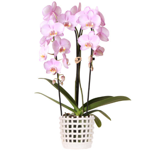 Kolibri Orchids | Roze Niagara Falls orchidee 12cm met Mesh White sierpot – vers van de kweker