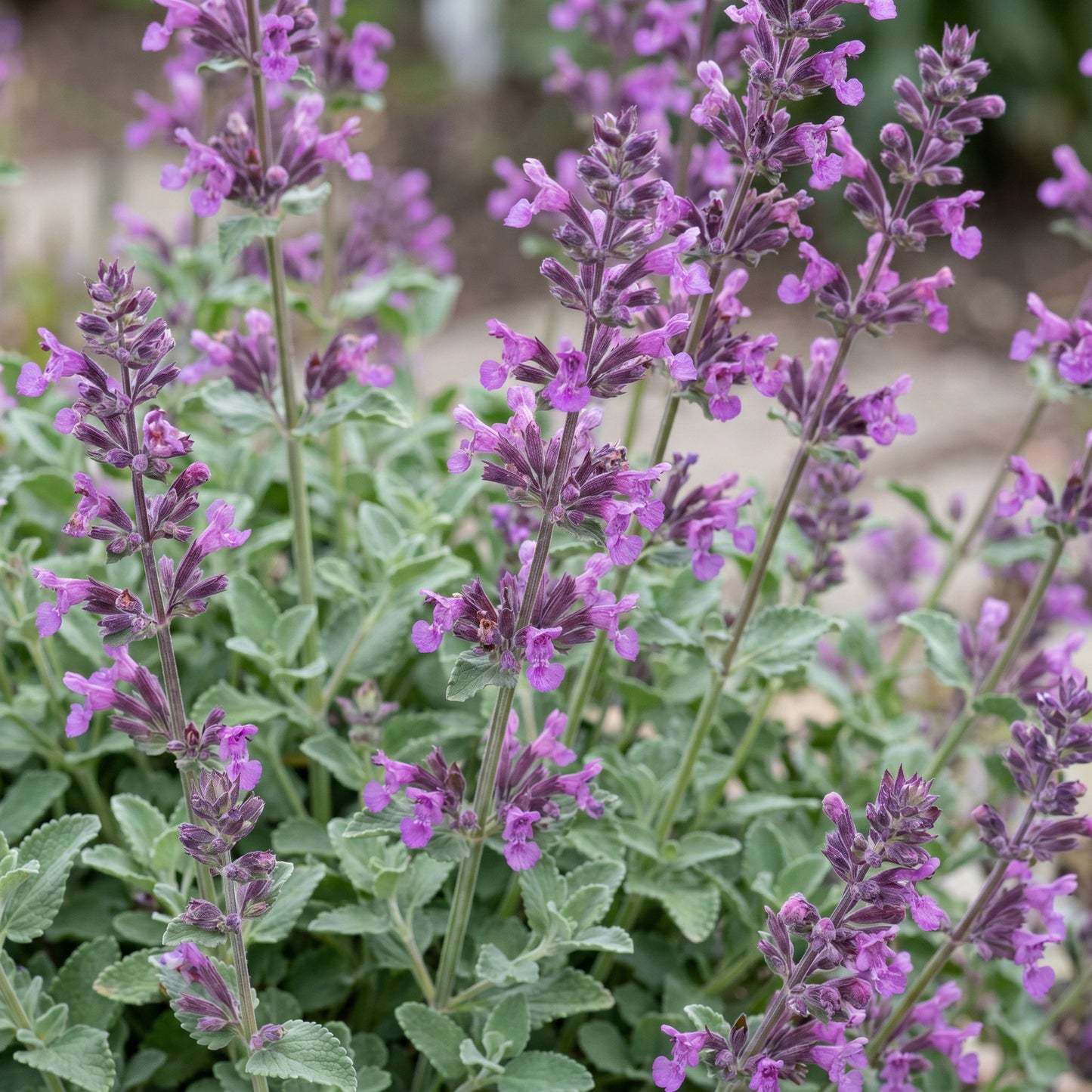 Perennial - Nepeta rac. Grog - Catmint - Bee and butterfly attractant - Blue - 1 Plant - Pot 11cm - Height 15-25cm
