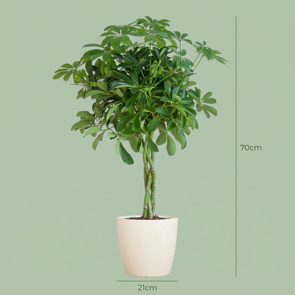 Schefflera Arab Nora with Potter white - 70cm - Ø21