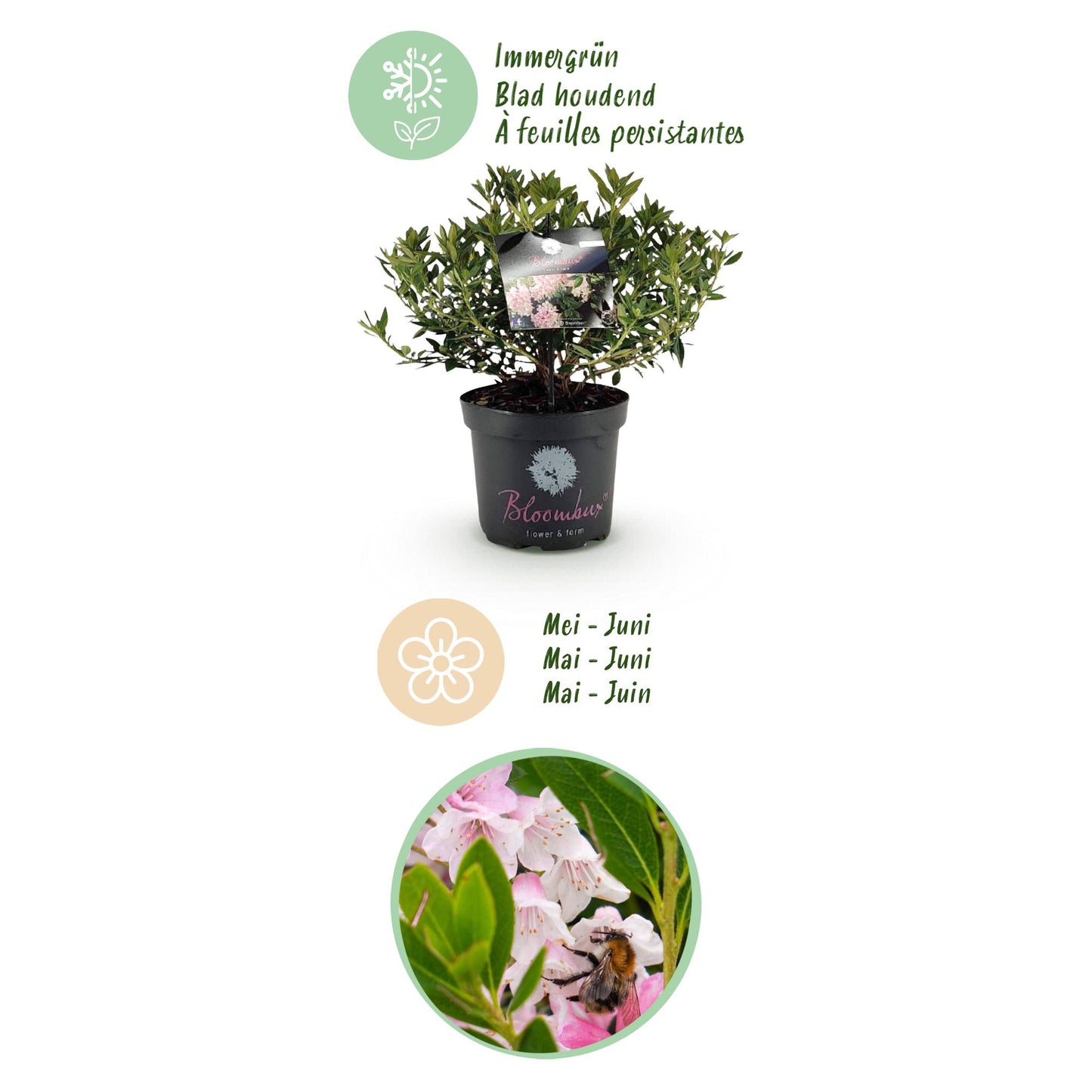 Green boutiQ - Dwerg Rhododendron - Rhododendron Bloombux Light Pink - Bloeiende Buxus - Weinig Onderhoud - Licht Roze Bloem - 2 Planten - Pot 23cm - Hoogte 45-55cm