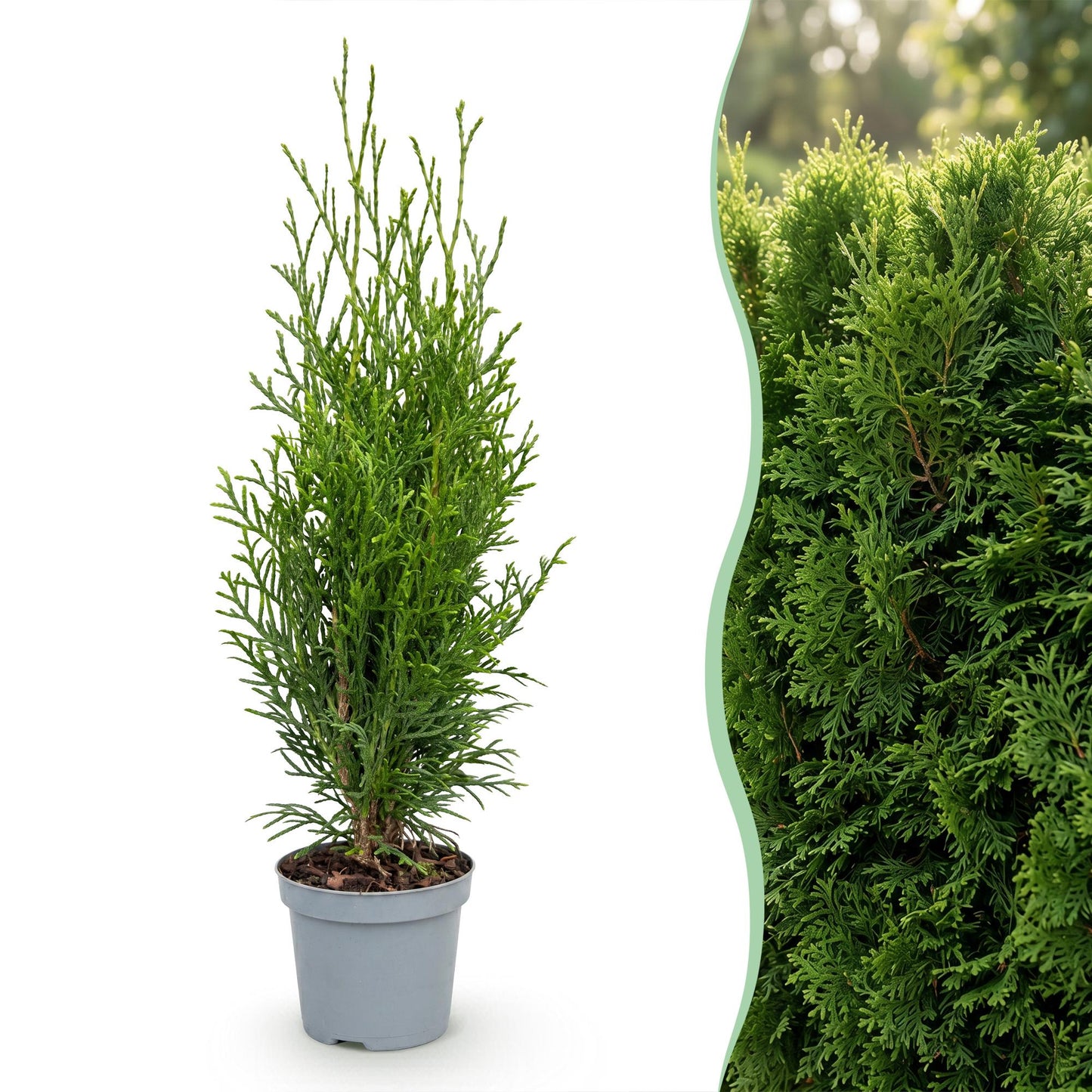 24x Thuja occidentalis Smaragd - American Arborvitae - Hedge Plants - Evergreen - Green - 9cm Pot - 20-30cm Height