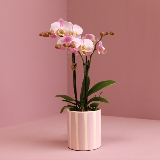 Orchidee colibrì | Orchidea Phalaenopsis rosa Portogallo + Painted Stripe vaso rosa - dimensioni vaso Ø9cm | pianta d'appartamento in fiore - fresca dal coltivatore