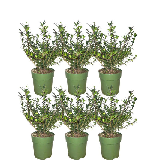 Plants by Frank - Siepe di agrifoglio da 1 metro - Ilex crenata 'Jenny'® - Set di 6 piante da siepe resistenti - Siepe sempreverde - Appena consegnate dal vivaio