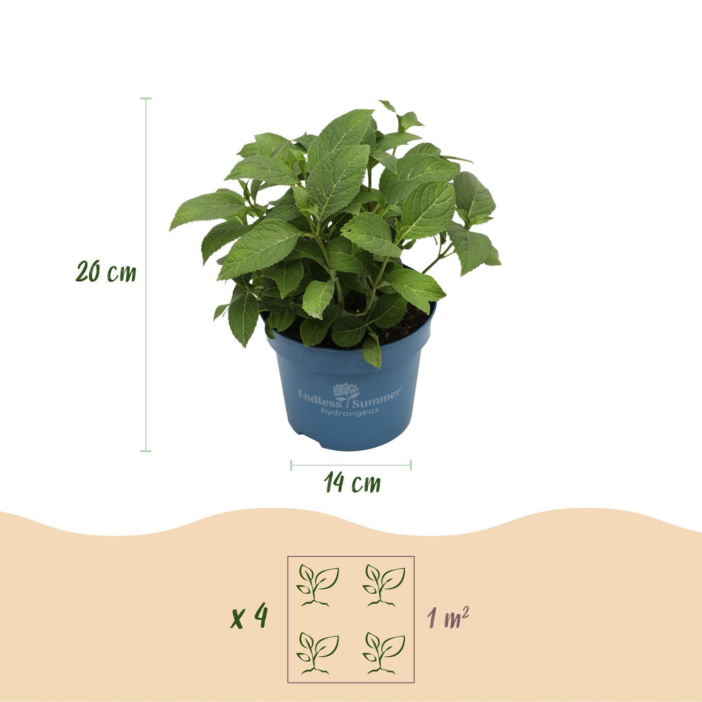 Tuinplant - Hydrangea Endles Summer Summer Love Red - Hortensia - Winterhard - Rood - 1 Plant - Pot 14cm - Hoogte 20-25cm