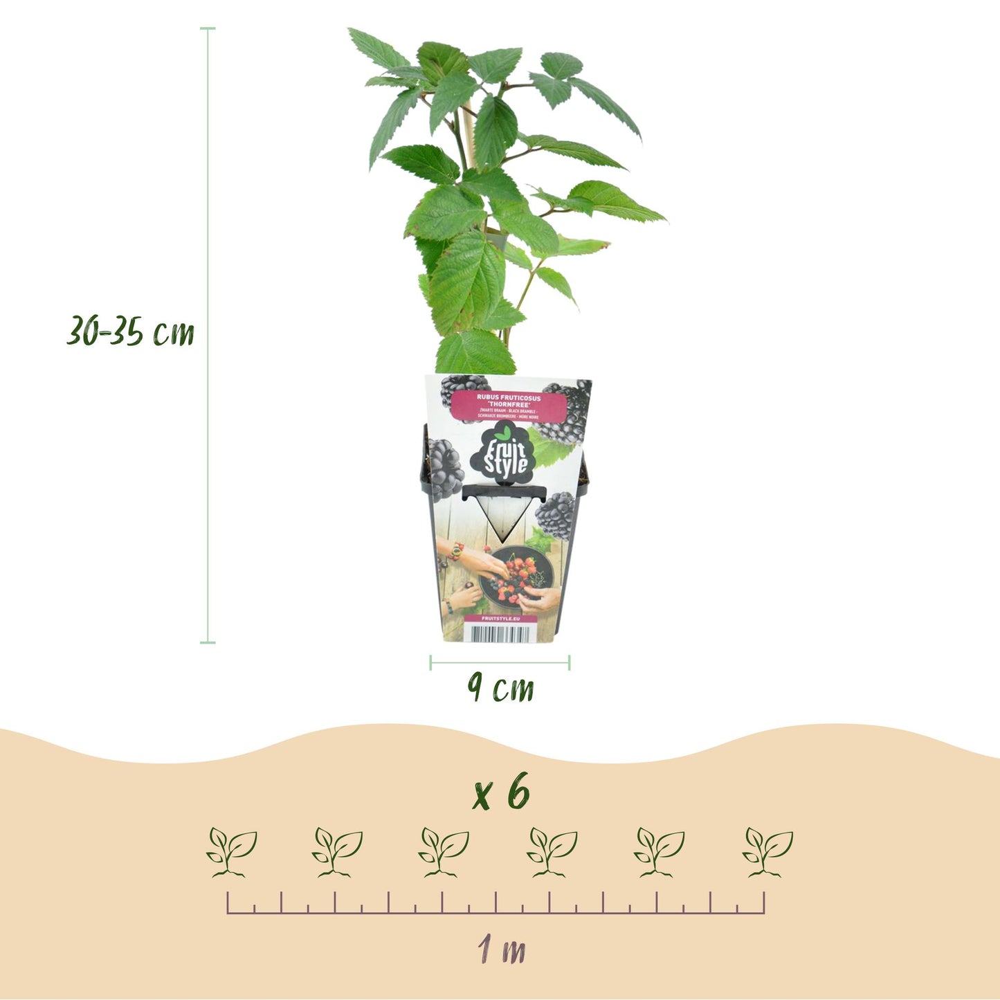Fruitplanten - Doornloze Braam - Rubus Thornfree - Winterhard - 6 Planten - Pot 9 cm - Zwarte Braam