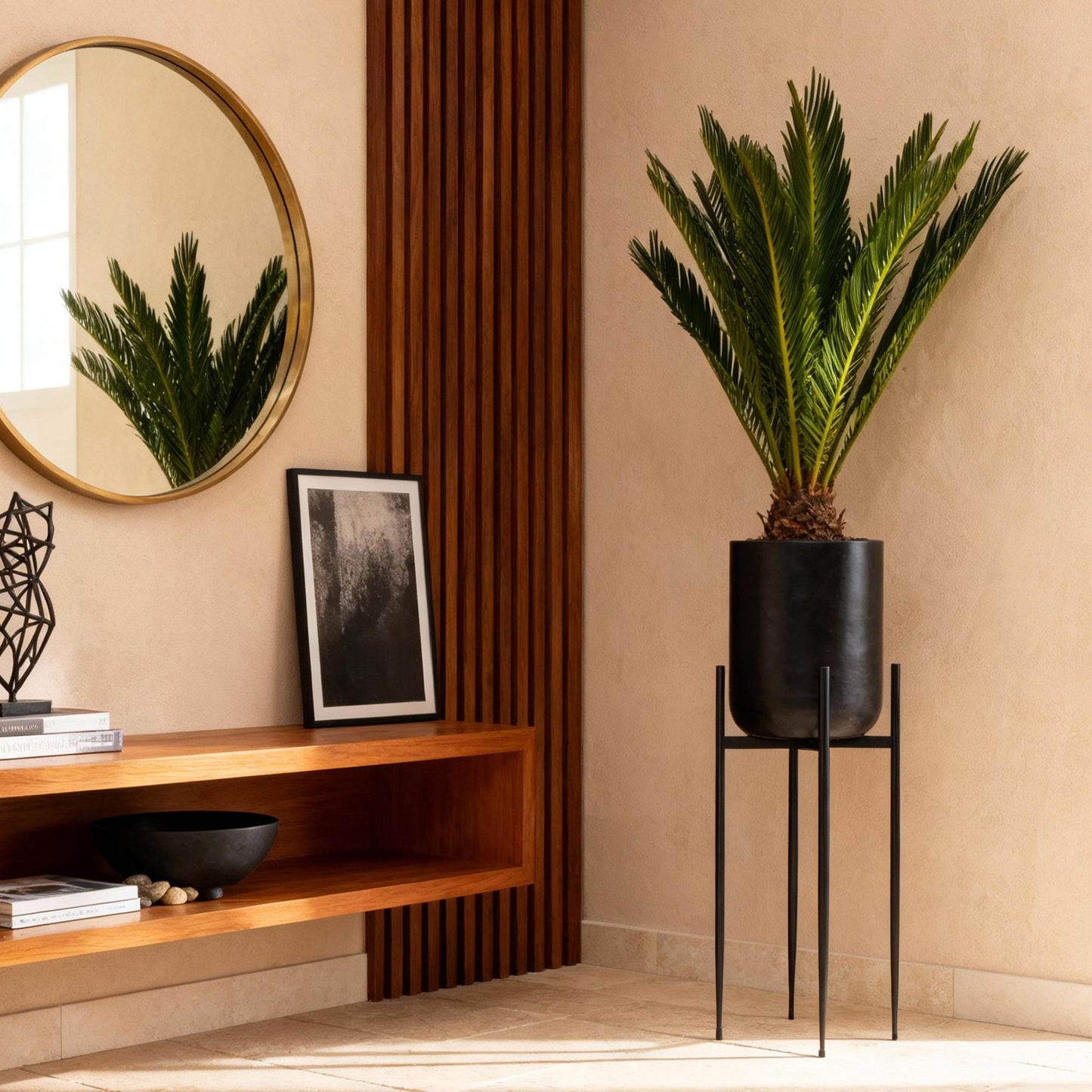 Pianta da interni - Cycas revoluta - Palma sago - Poca manutenzione - Verde - 1 - Vaso 15cm - Altezza 45-55cm