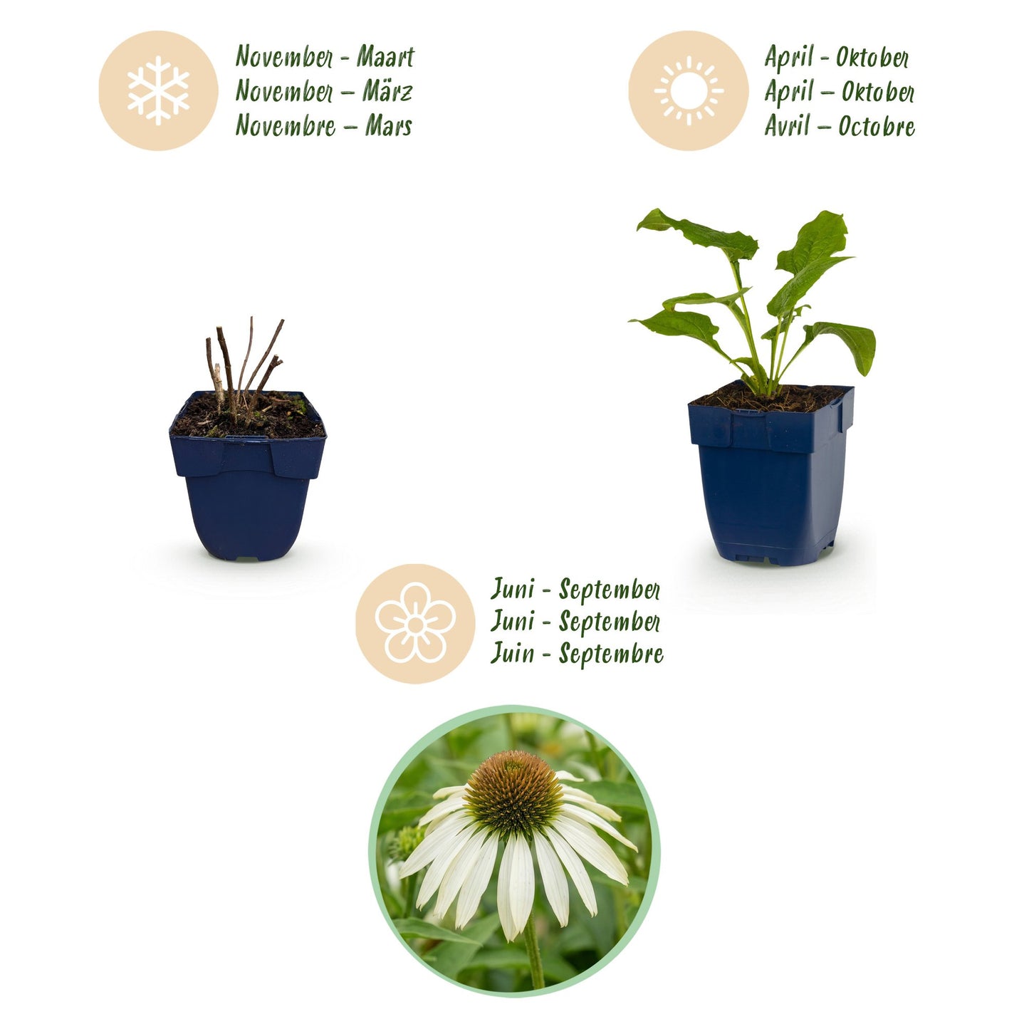 Green boutiQ - Perennial - Echinacea purp. Alba - Coneflower - Bee and butterfly attractors - White - 6 Plants - Pot 11cm - Height 15-25cm