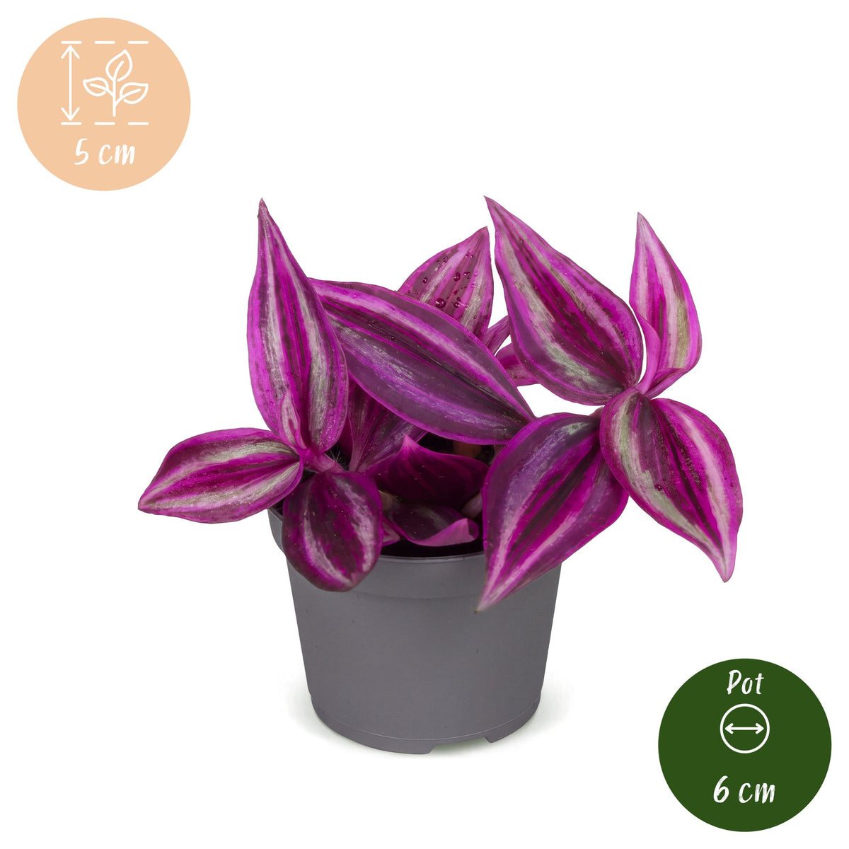 Tradescantia Pink Paradise® - Tradescantia Pink Paradise® - Paars - Roze - Tropisch - Ø6cm - ↕5cm