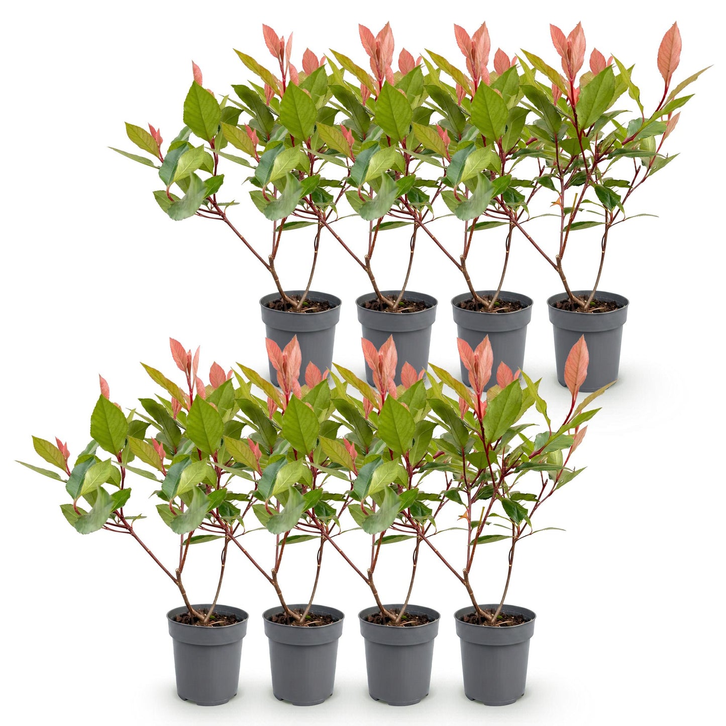 Green boutiQ - 8x Photinia fraseri Little Red Robin - Glossy Mispel - Hedge Plants - Evergreen - Red - Pot 9cm - Height 25-35cm