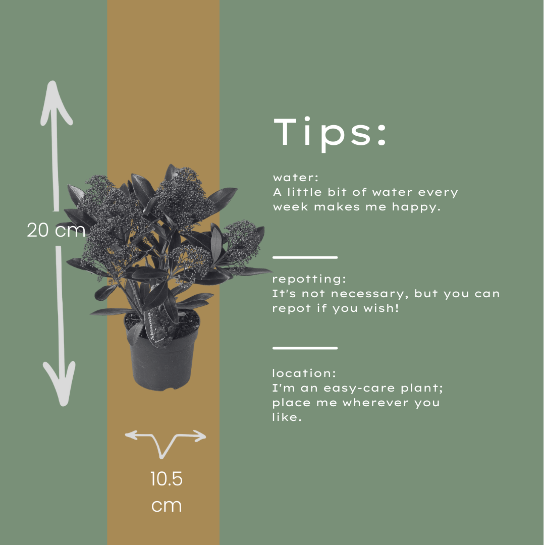 Set di 3 Skimmia 'Rubella' – Ø10,5 cm – ↨ 20-25 cm