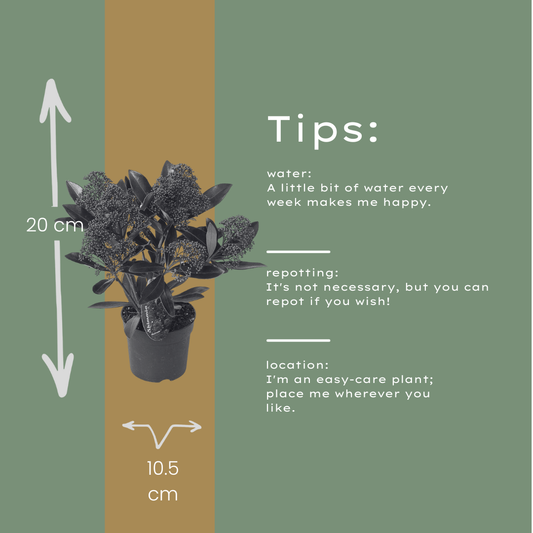 Set of 3 Skimmia 'Rubella' – Ø10.5 cm – ↨ 20-25 cm