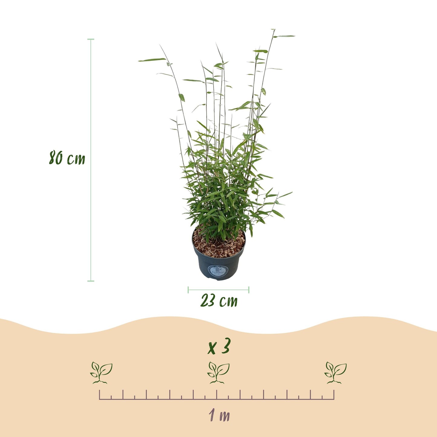 Grasses - Fargesia nitida Black Dragon - Non-invasive Bamboo - Evergreen - Green - 1 Plant - Pot 23 cm - Height 80 cm