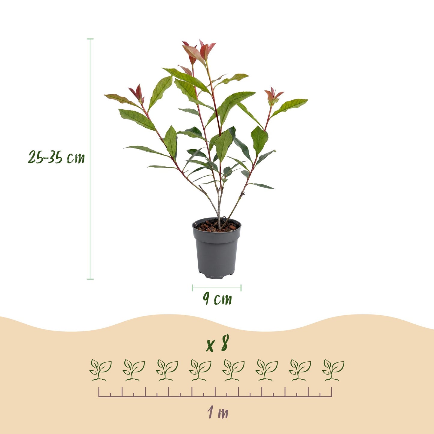 Green boutiQ - 16x Photinia fraseri Carre Rouge - Glossy Mispel - Hedge Plants - Evergreen - Red - Pot 9cm - Height 25-35cm