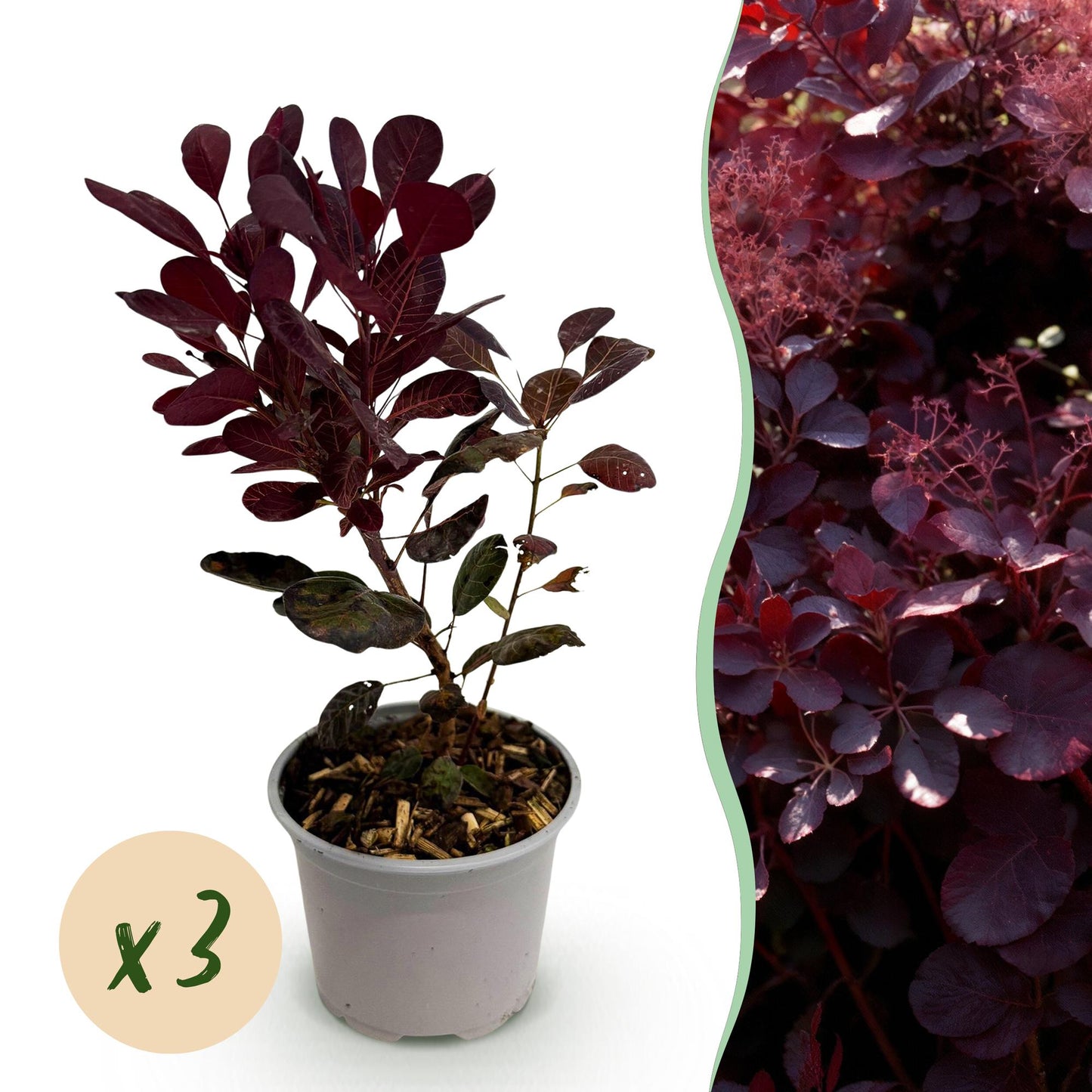 Green boutiQ - Garden plant - Cotinus coggyria Lilla - Purple 3 Plants - Deciduous - Low Maintenance - Pot 12cm Height 35cm