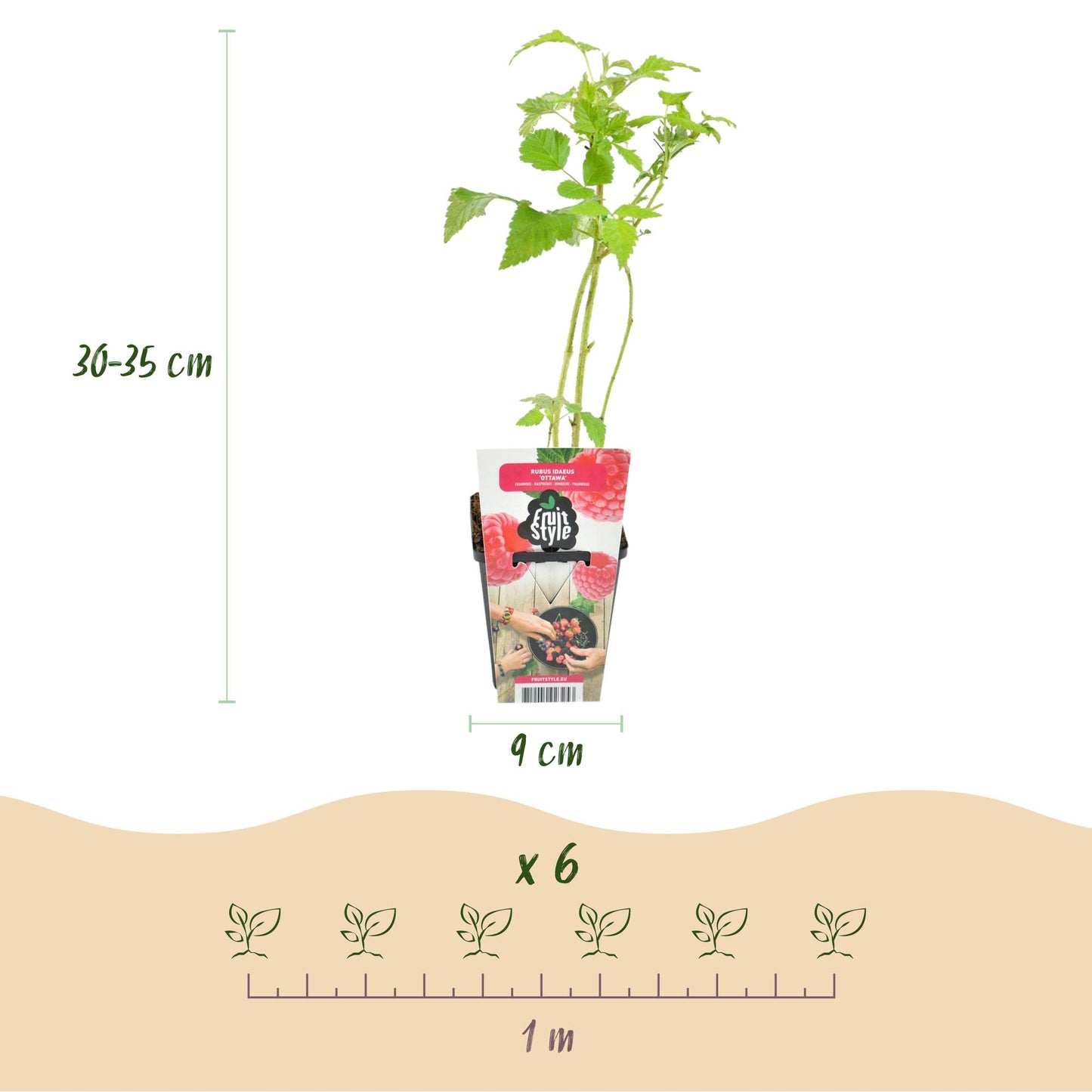 Fruitplanten - Framboos - Rubus idaeus Heritage - Winterhard - 6 Planten - Pot 9 cm - Rode Framboos