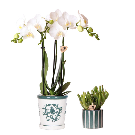 Orchidee Kolibri | Set di orchidea Amabilis bianca in un vaso Malaga e una succulenta in un vaso Painted Stripe verde - dimensioni del vaso Ø9 cm e Ø6 cm | pianta da appartamento fiorita - fresca dal coltivatore