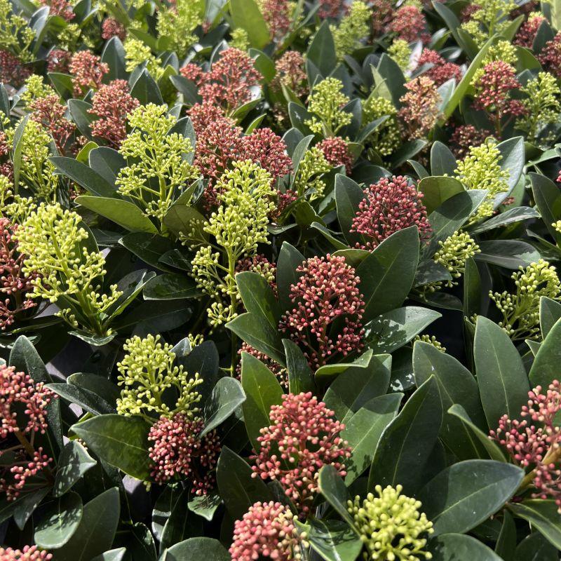 Patio Plant - Skimmia japonica Duo - White & Red Flower - 10+ Flowers - 2 Plants - Hardy - Pot 10.5cm Height 25cm