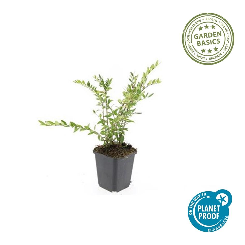 48x Lonicera pileata 'Purple Pearl' - ↕10-25cm - Ø9cm