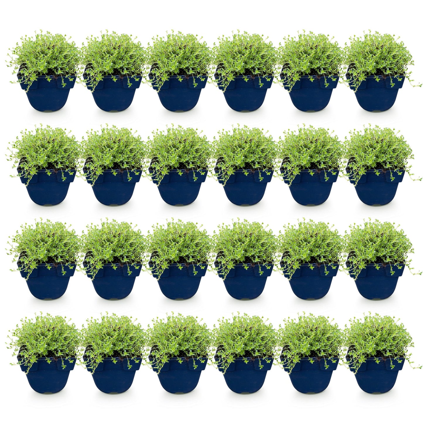 Vasteplant - Thymus praecox Albiflorus - Witte kruiptijm - Geurend - Wit - 24 Planten - Pot 11cm - Hoogte 15-25cm