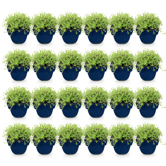 Vasteplant - Thymus praecox Albiflorus - Witte kruiptijm - Geurend - Wit - 24 Planten - Pot 11cm - Hoogte 15-25cm