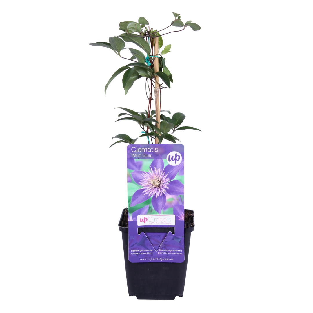 6x Clematis 'Multi Blue' – vaso P9 – particolare rampicante a fioritura blu
