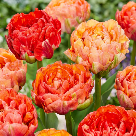 96x Tulipa Gudoshnik Double - Double-flowered tulip Gudoshnik - Miscellaneous - Spring bloomer - Bulb size 11/12