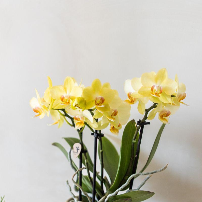 Orchidee Colibrì | Orchidea di Albenga Gialla + Vaso decorativo floreale azzurro - dimensioni del vaso Ø9cm | pianta da appartamento fiorita - fresca dal coltivatore