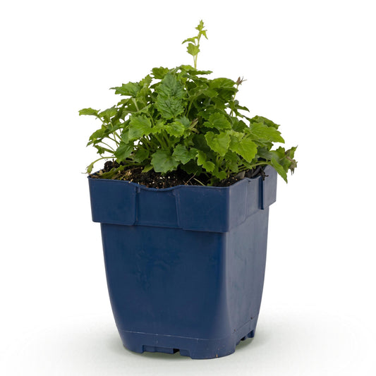 Perennial - Campanula posch. Lisduggan Variety - Peach-leaved Bellflower - Ground-covering - White - 1 Plant - Pot 11cm - Height 15-25cm