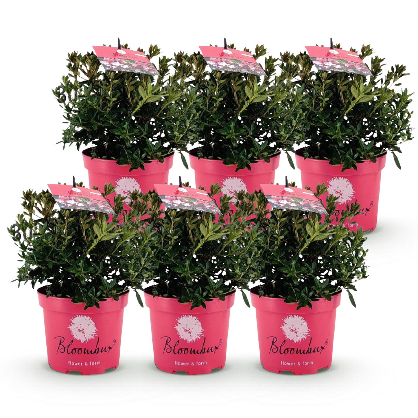 Green boutiQ - Dwerg Rhododendron - Rhododendron Bloombux Magenta - Bloeiende Buxus - Weinig Onderhoud - Roze Bloem - 6 Planten - Pot 17cm - Hoogte 30-40cm