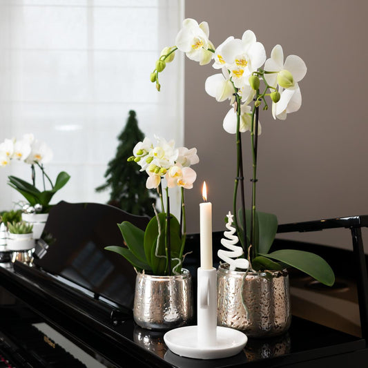 Orchidee colibrì | orchidea Phalaenopsis bianca – Amabilis + vaso decorativo di lusso argento – dimensioni vaso Ø9cm – altezza 40cm | pianta d'appartamento fiorita in vaso di fiori - fresca dal coltivatore
