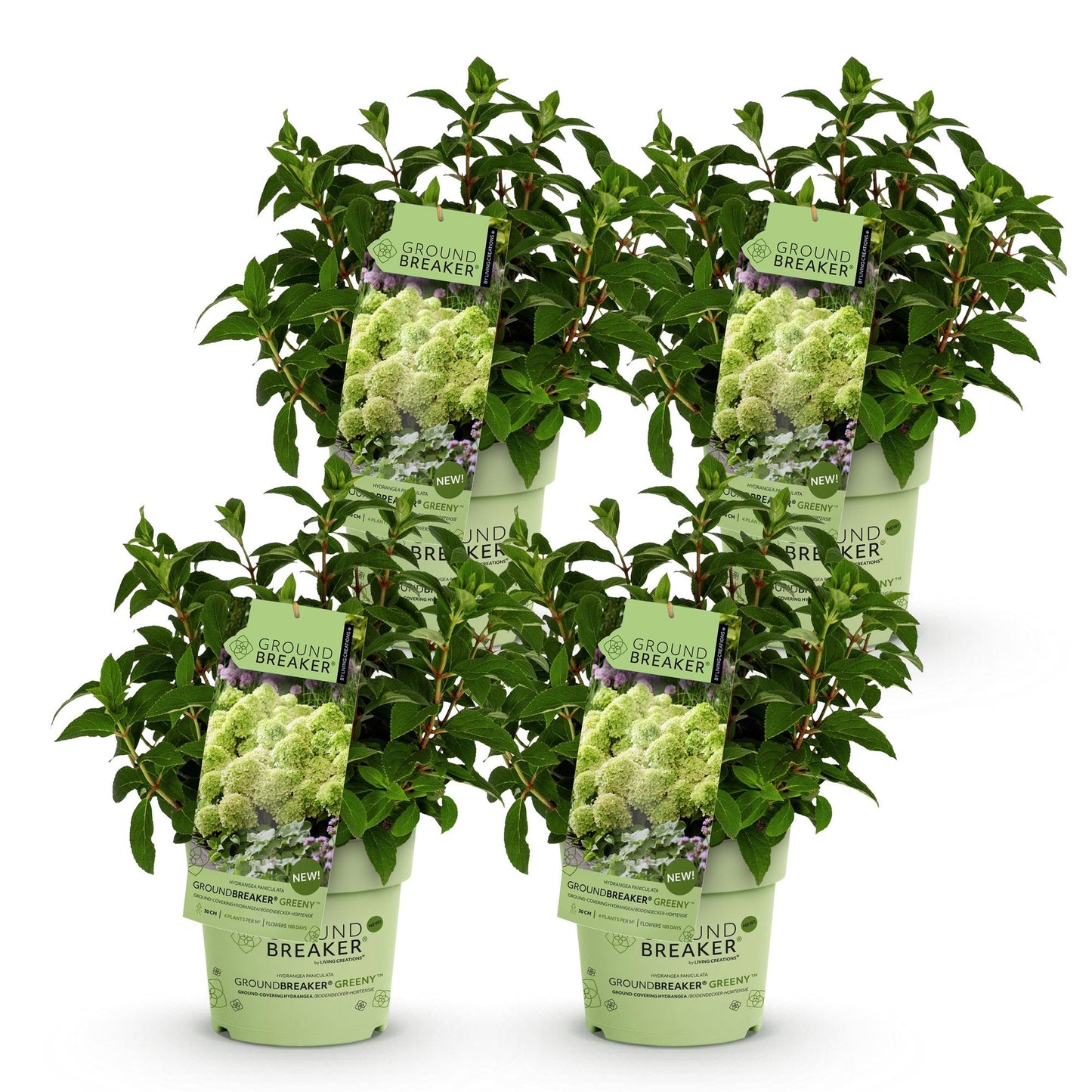 Green boutiQ - Pianta da Giardino - Hydrangea panniculata Groundbreaker Greeny - Ortensia Paniculata - Resistente - Crema - 4 Piante - Vaso 14cm - Altezza 20-25cm