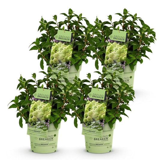 Green boutiQ - Garden Plant - Hydrangea panniculata Groundbreaker Greeny - Panicle Hydrangea - Hardy - Cream - 4 Plants - Pot 14cm - Height 20-25cm