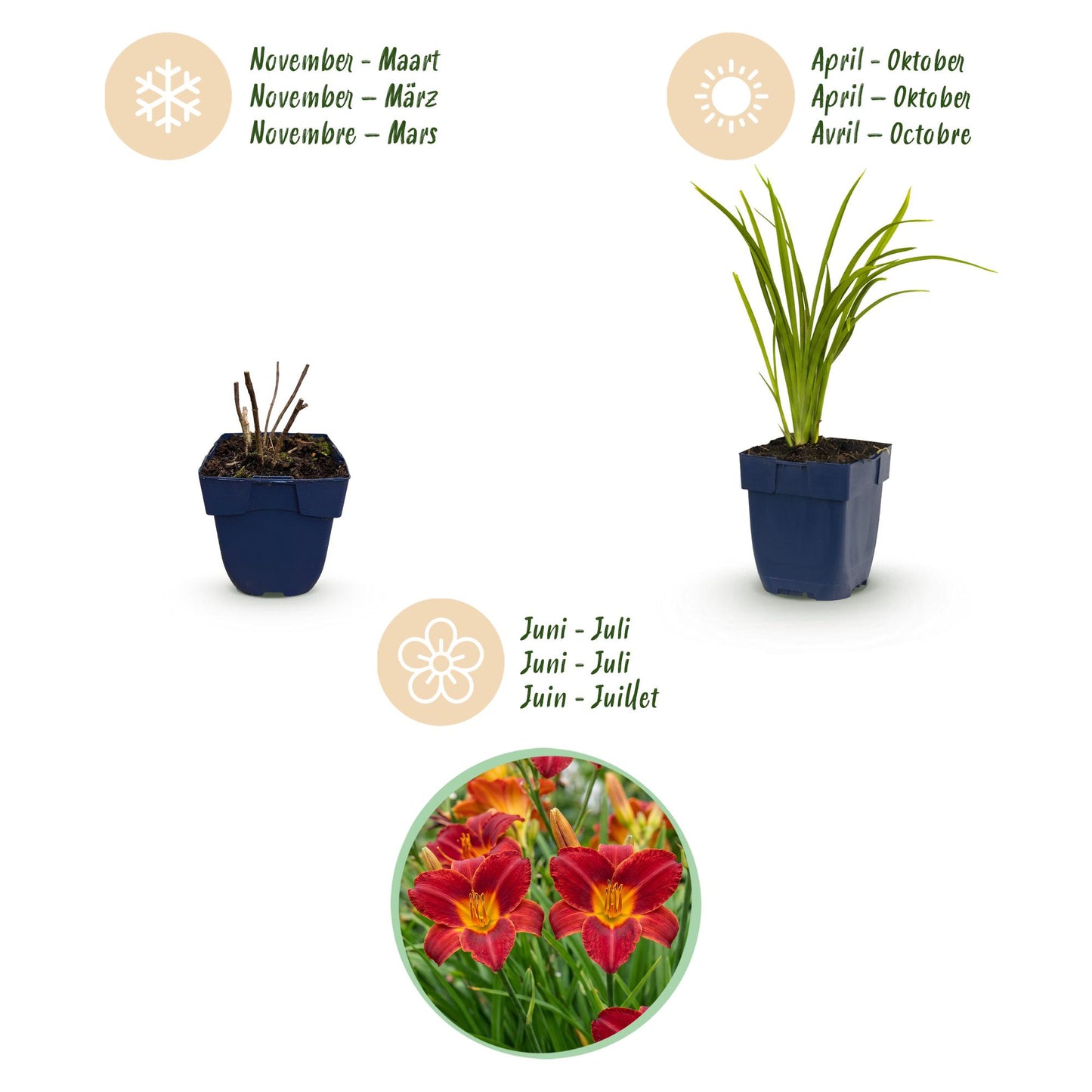 Perennial - Hemerocallis Autumn Red - Daylily - Bee and Butterfly Attractants - Red - 1 Plant - Pot 11cm - Height 15-25cm