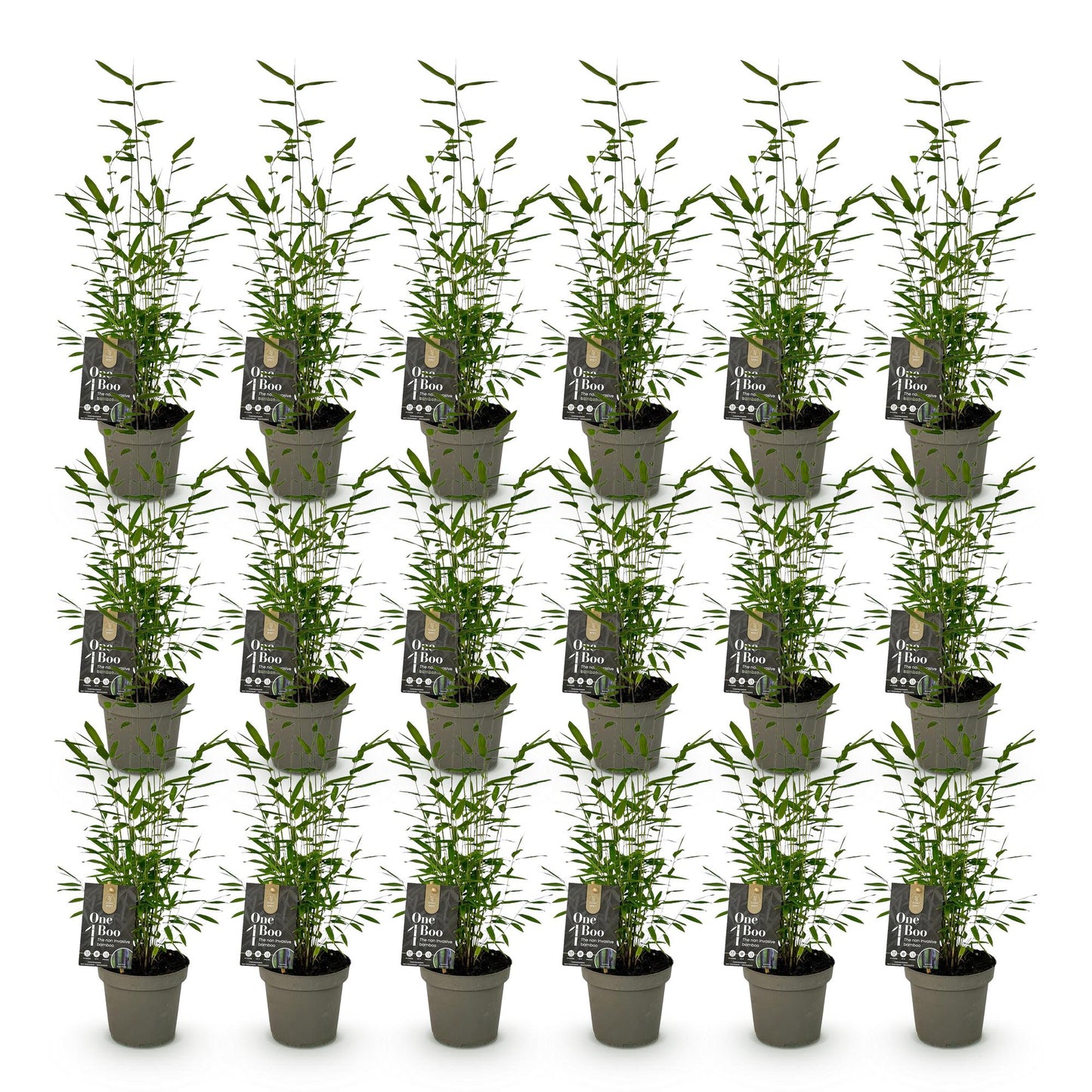 Green boutiQ - Bamboo - Fargesia Black Dragon - Evergreen - Non-invasive - Green - 18 Plants - Pot 14cm - Height 35cm