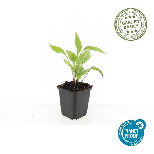 60x Echinacea p. 'White Swan' - ↕10-25cm - Ø9cm