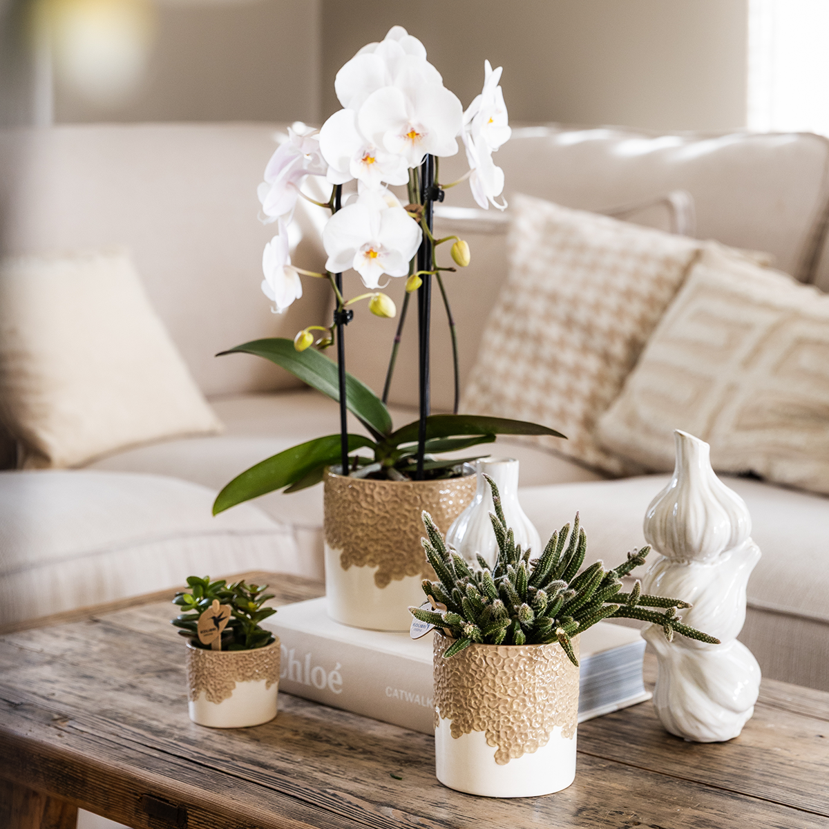 Kolibri Company | Bloom Sand Plant Set | White Niagara Falls Orchid 12cm + Green Plants incl. Bloom Sand Pots