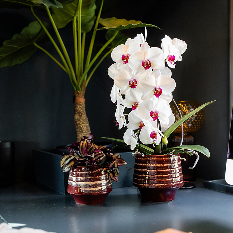 Kolibri Orchids | Witte Niagara Falls orchidee + Moonstone burgundy sierpot – potmaat Ø12cm | bloeiende kamerplant – vers van de kweker