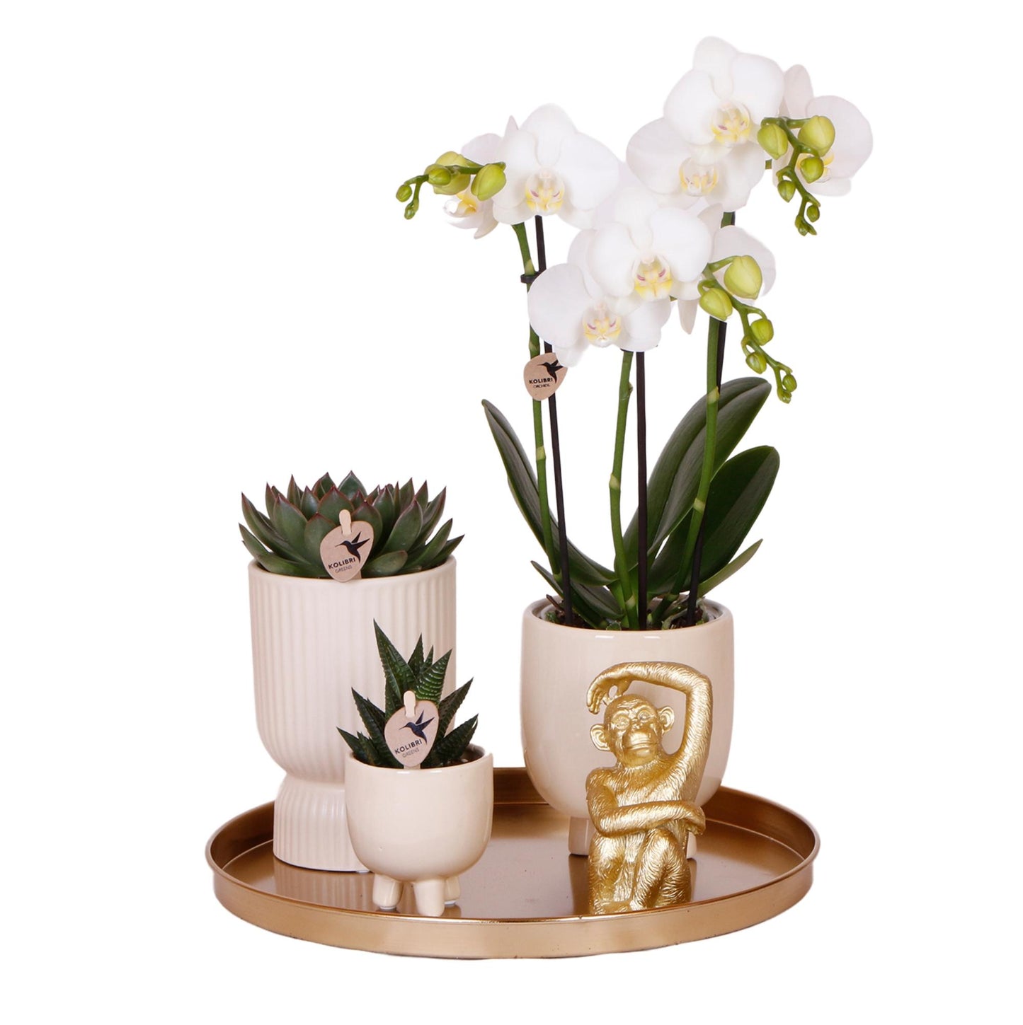 Hummingbird Company | Gift set Luxury Living | Plant set with white Phalaenopsis Orchid and Succulents incl. ceramic decorative pots
