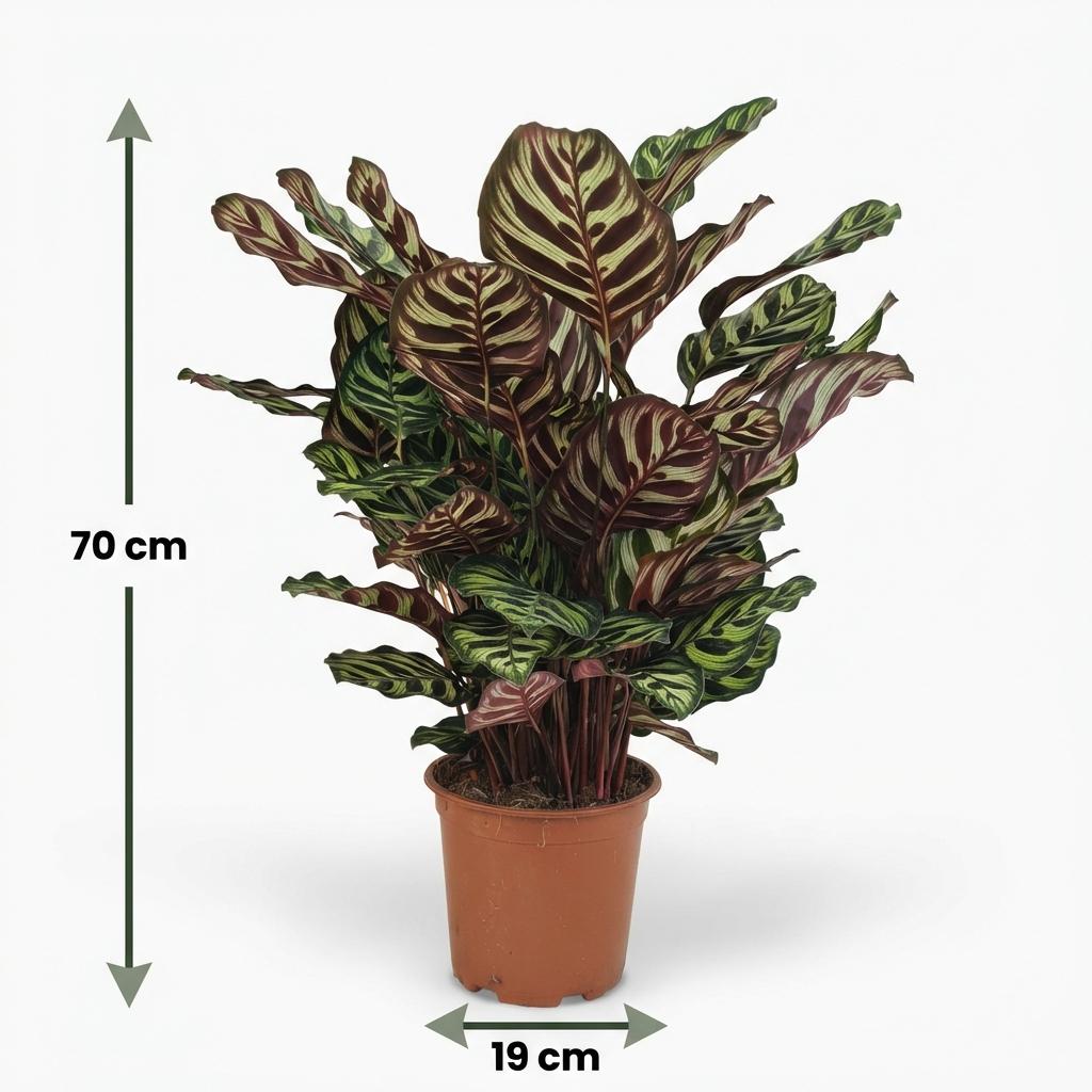 Houseplant - Peacock Plant - Calathea Makoyana - Green - Low Maintenance - 1 Plant - Pot 19cm - Height 70cm
